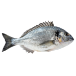 Seabream WR 400-600 gr 5 kg