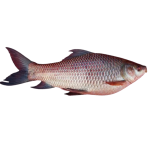Rohu Kala 2 Kg