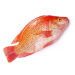Red Tilapia IQF 800